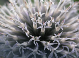 Fotografie einer Blume