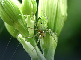 gr&uuml;ne Spinne